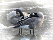 17th Nov 2023 - Canada Geese