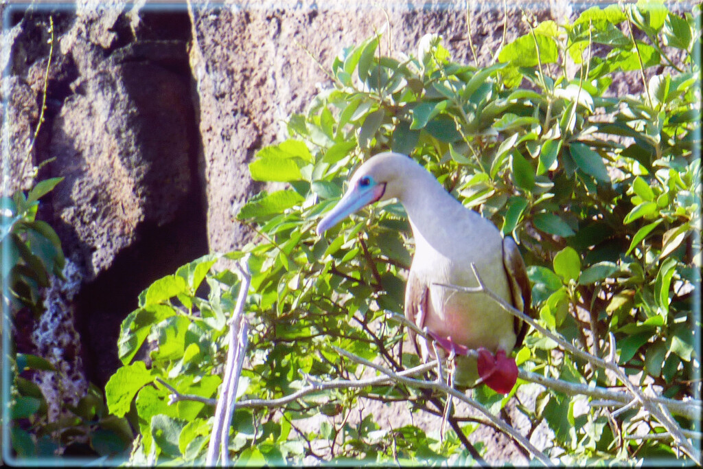 Galapagos red-footed booby by 365projectorgchristine