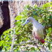 Galapagos red-footed booby by 365projectorgchristine