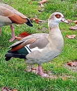 17th Nov 2023 - Egyptian Goose