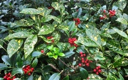 18th Nov 2023 - Japonica Variegata and red berries.