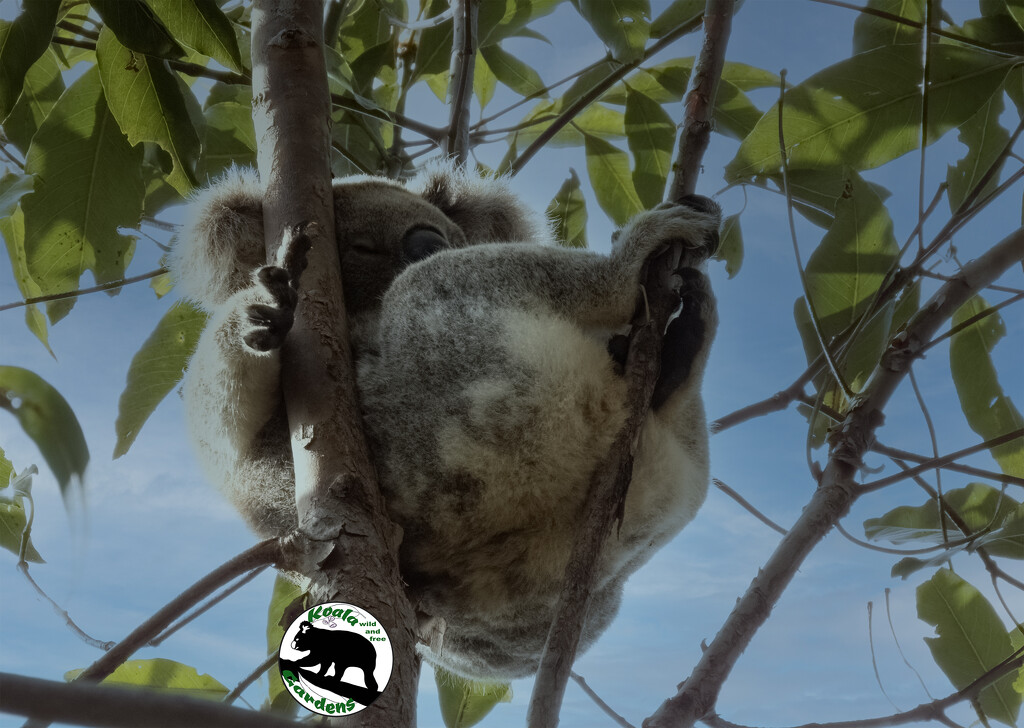 taking it easy by koalagardens