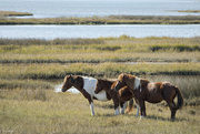 17th Nov 2023 - Three Horses at Assateague 