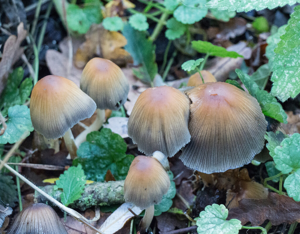 Fungi by busylady