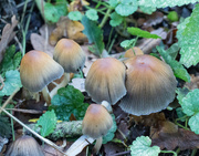 17th Nov 2023 - Fungi