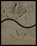 18th Nov 2023 - Leave only footprints