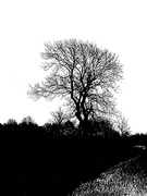 17th Nov 2023 - Silhouette Tree