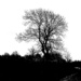 Silhouette Tree