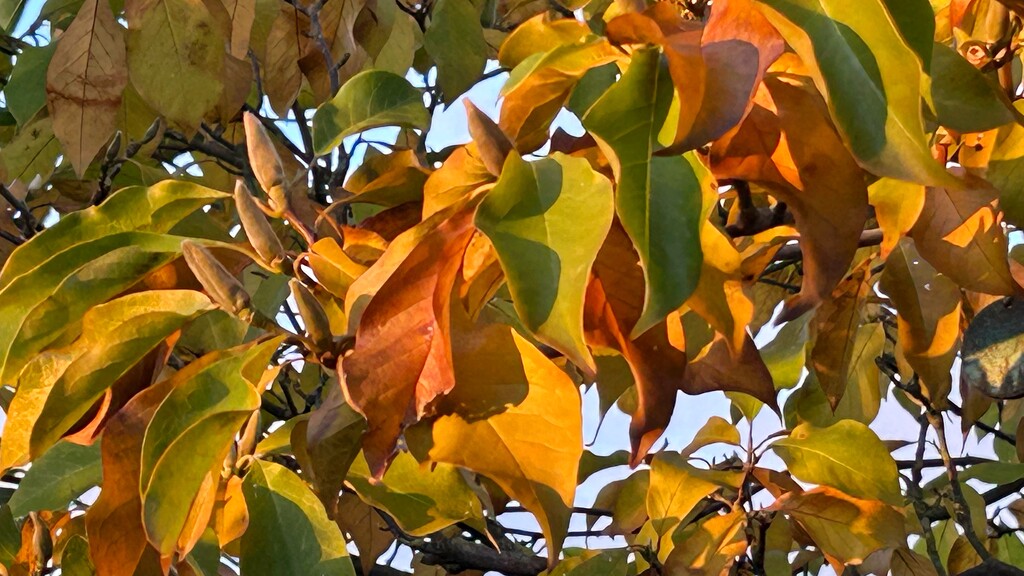 Magnolia Leaves by carole_sandford