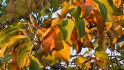 17th Nov 2023 - Magnolia Leaves
