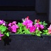 11 17 Judy's petunias by sandlily