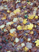 12th Nov 2023 - Leaves