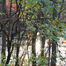 Fall pond light by larrysphotos