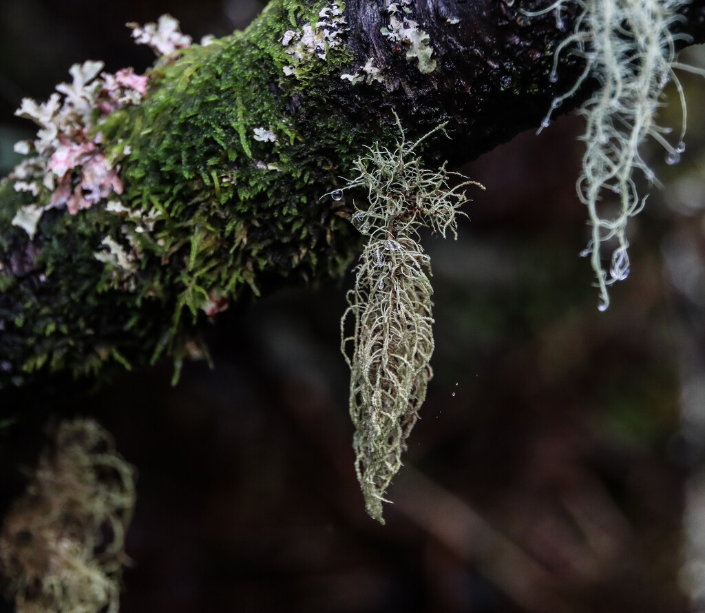 More Lichen by nodrognai