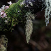 More Lichen by nodrognai