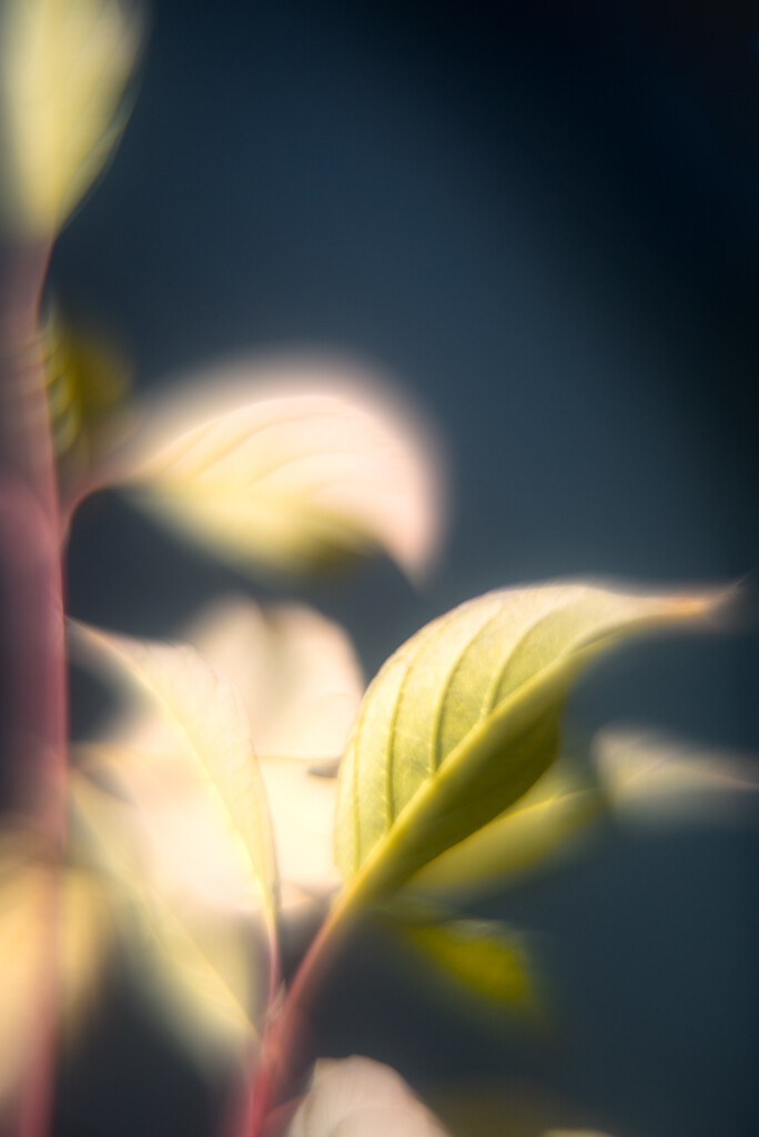 Bokeh #22/30 - A Leaf by i_am_a_photographer