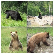 18th Nov 2023 - Bears I’ve “met” in Canada 🇨🇦 