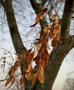 17th Nov 2023 - The Last of the Autumn Leaves