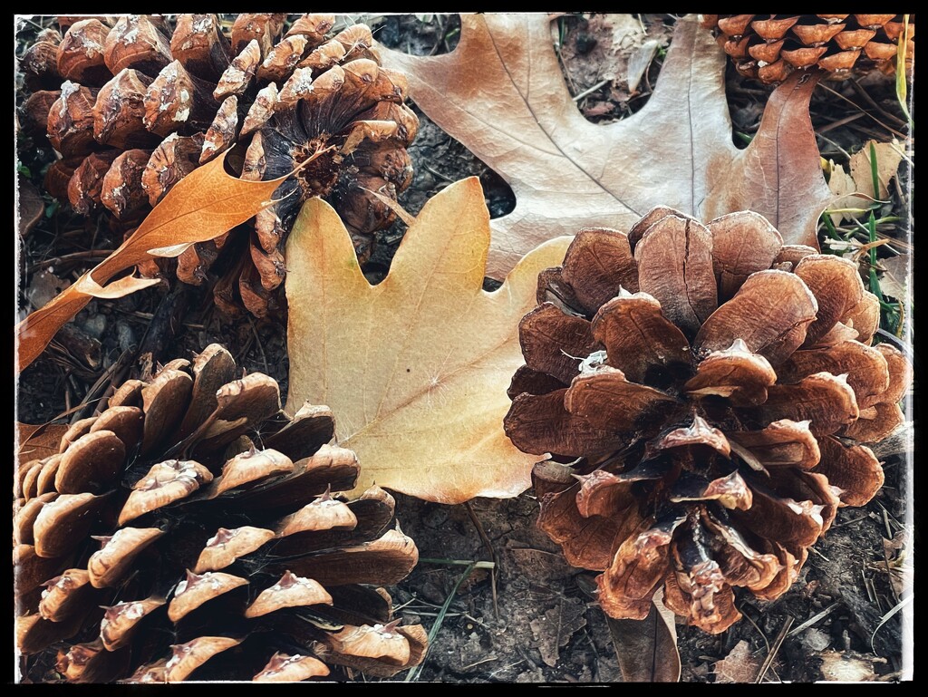 Oak Leaves and Pinecones by eahopp