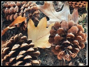 17th Nov 2023 - Oak Leaves and Pinecones