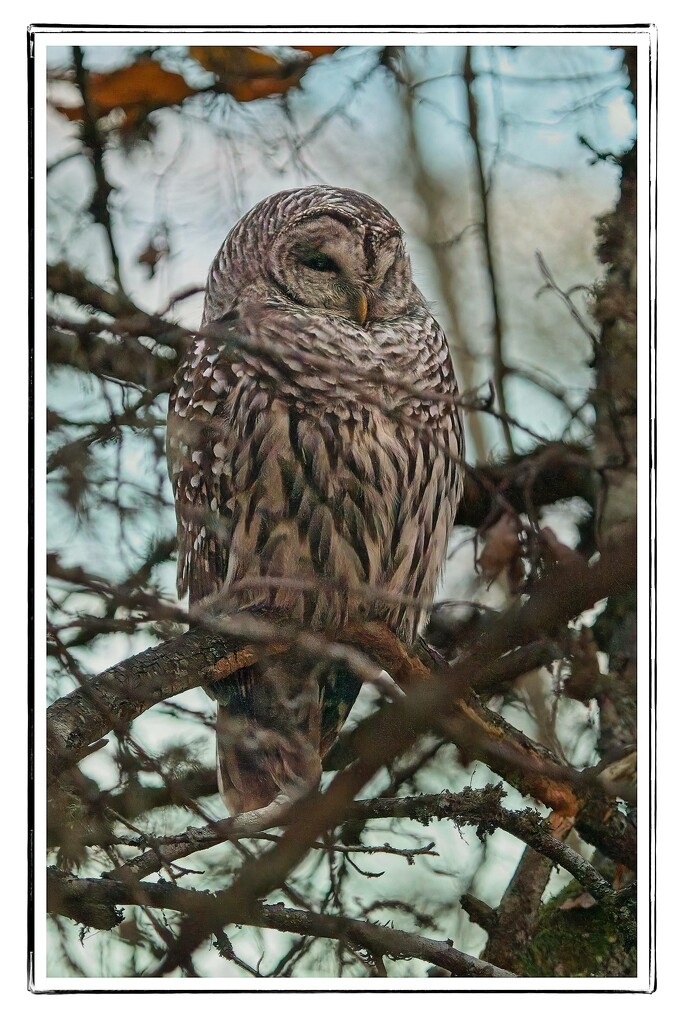 Barred Owl by jnr