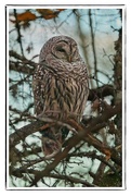 17th Nov 2023 - Barred Owl