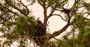 17th Nov 2023 - Bald Eagle on the Nest!