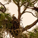 Bald Eagle on the Nest! by rickster549