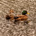 The Quackers Out for a Swim! by rickster549