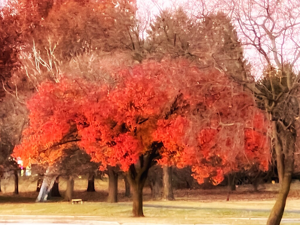 still autumn… by amyk