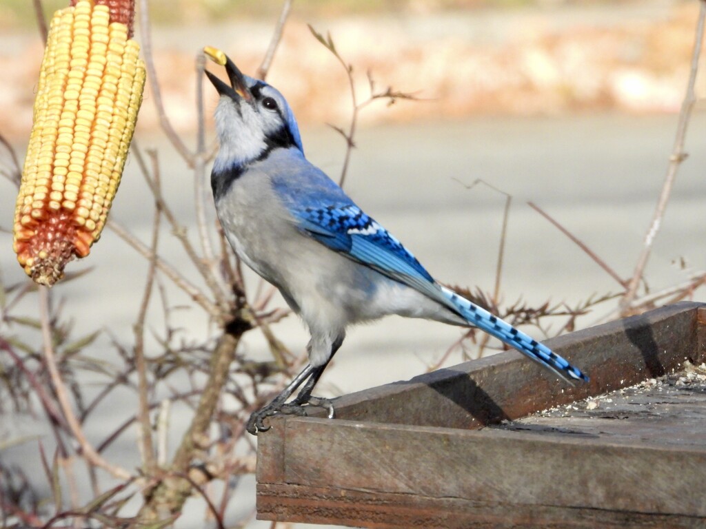 snacking jay by amyk