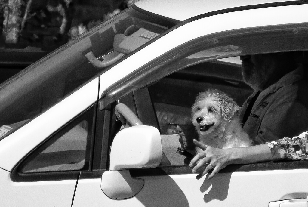 Dogs in cars by kali66