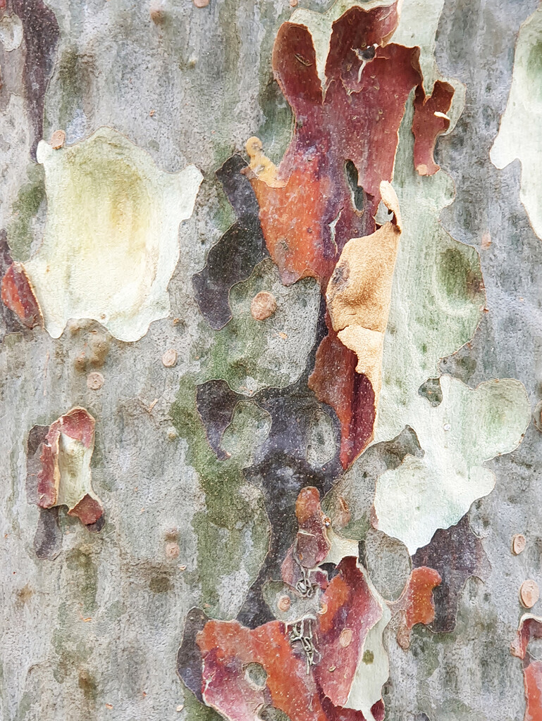 Tree Bark by onewing