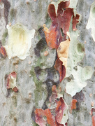 18th Nov 2023 - Tree Bark
