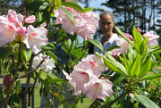 18th Nov 2023 - rhododendrons for sale