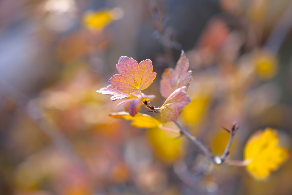 Light on the Leaves by lynnz