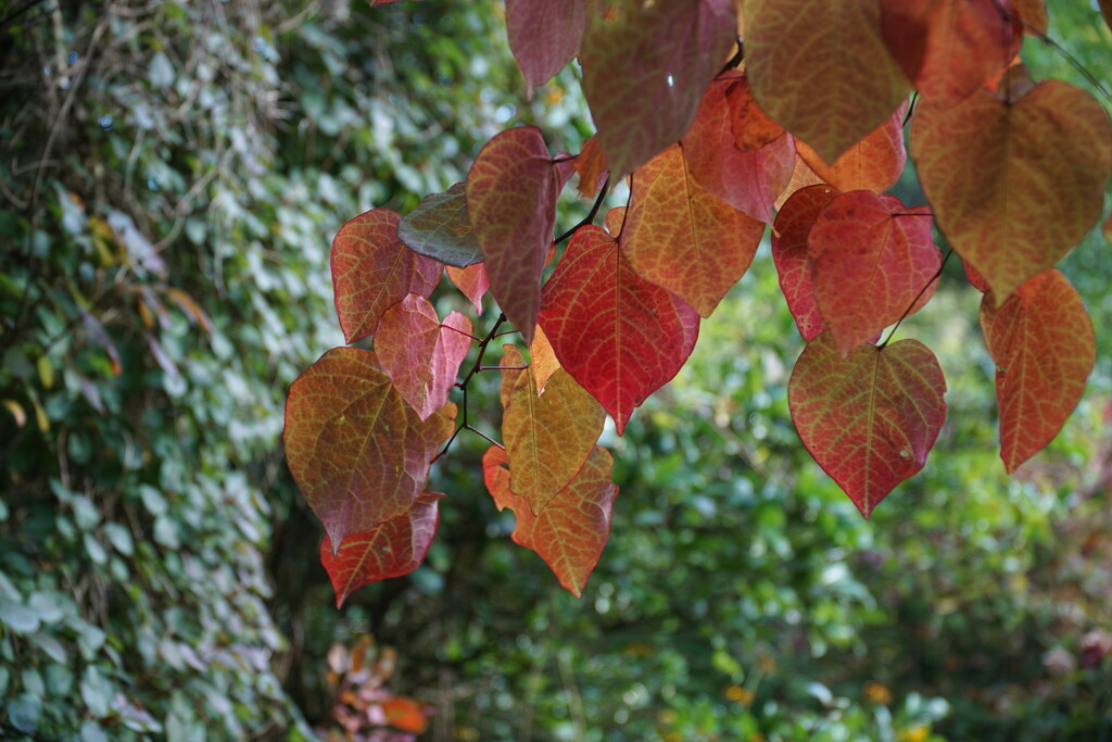 the autumn leaves... by quietpurplehaze