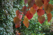 18th Nov 2023 - the autumn leaves...
