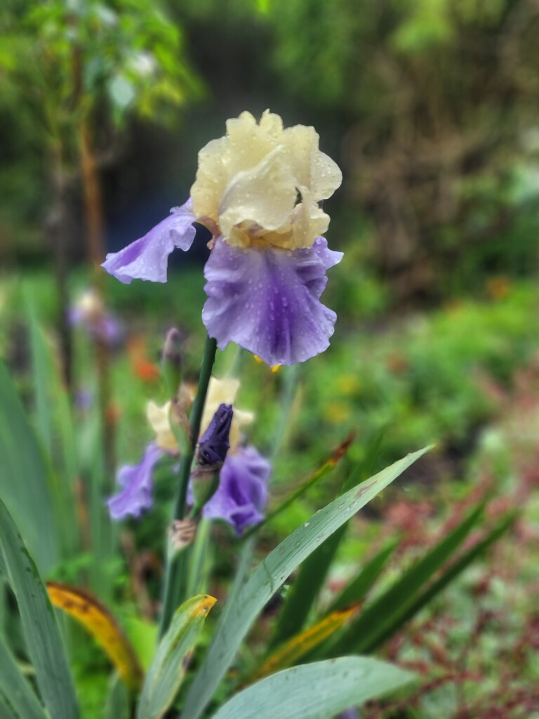 Bearded Iris.. by julzmaioro