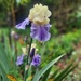 Bearded Iris.. by julzmaioro