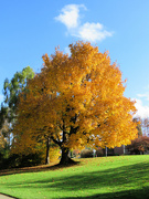 18th Nov 2023 - Fall Trees 