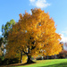 Fall Trees  by seattlite