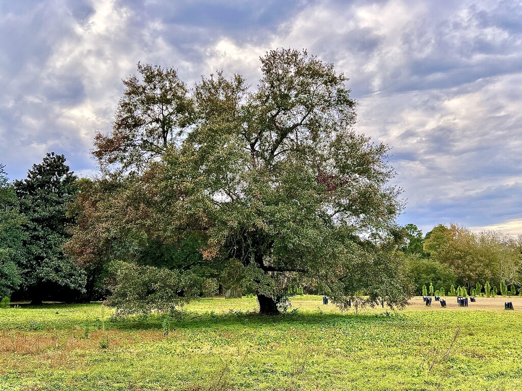 Solitary oak tree  by congaree