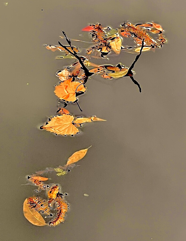 Leaf still life on pond surface by congaree