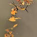 Leaf still life on pond surface by congaree