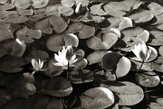 18th Nov 2023 - sea of lilies