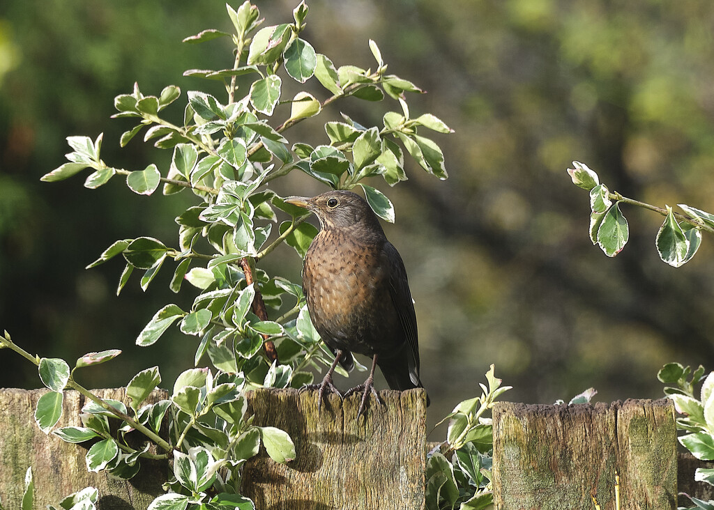 female blackbird by kametty