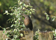 18th Nov 2023 - female blackbird
