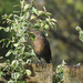 female blackbird by kametty