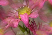 18th Nov 2023 - Chrysanthemums and raindrops..........